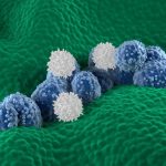 T-cells attacking cancer cells (illustration).