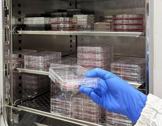 Cell culture incubator (CO2 incubator).