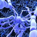 Oligodendrocytes form insulating myelin sheaths around neuronal axons (illustration).