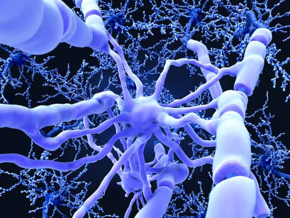 Oligodendrocytes form insulating myelin sheaths around neuronal axons (illustration).