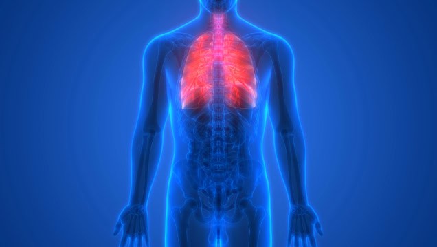 Human respiratory system, lungs (illustration).