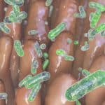 Intestinal villi with enteric bacteria, illustration.