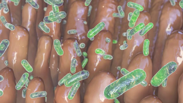 Intestinal villi with enteric bacteria, illustration.