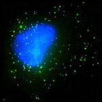 A cell with in vitro transcribed mRNAs