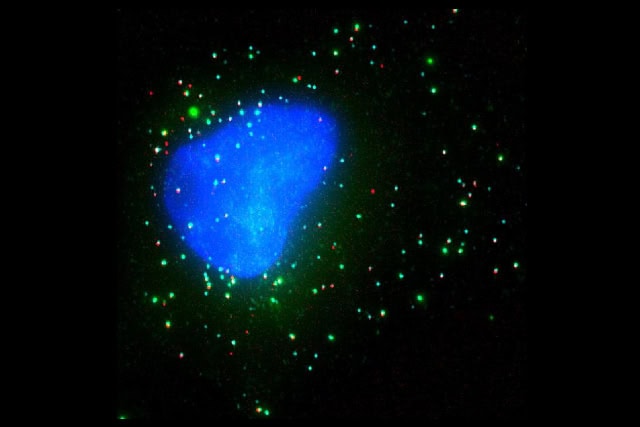 A cell with in vitro transcribed mRNAs