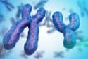 X and Y chromosomes (illustration).