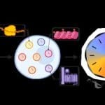 Transcriptomic aging model.