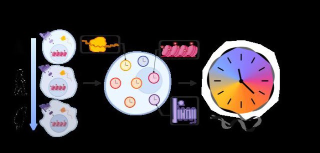 Transcriptomic aging model.